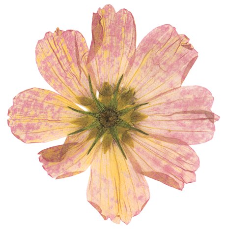 Afterlife Of Flowers