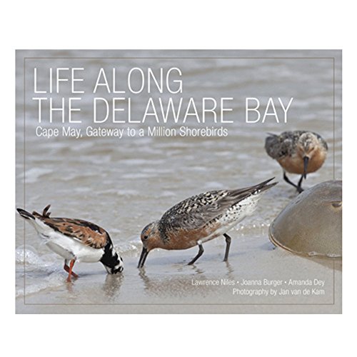 Life Along the Delaware Bay: Cape May, Gateway to a Million Shorebirds