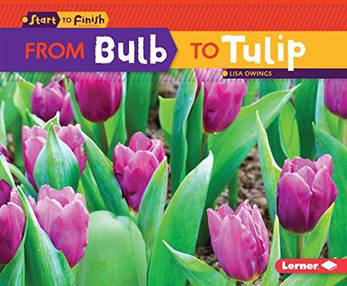 From Bulb to Tulip (Start to Finish Second Series)