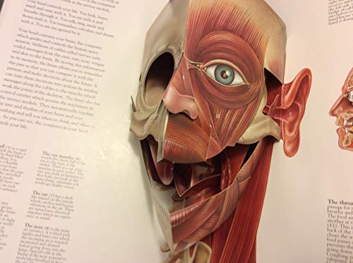 Human Body:New Edition