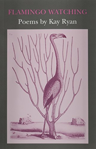 Flamingo Watching