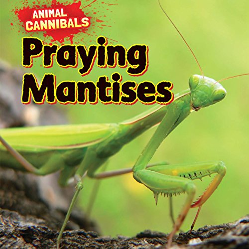 Praying Mantises (Animal Cannibals)