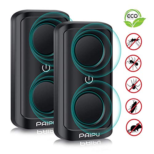 Summer With the Leprechauns: A True Story