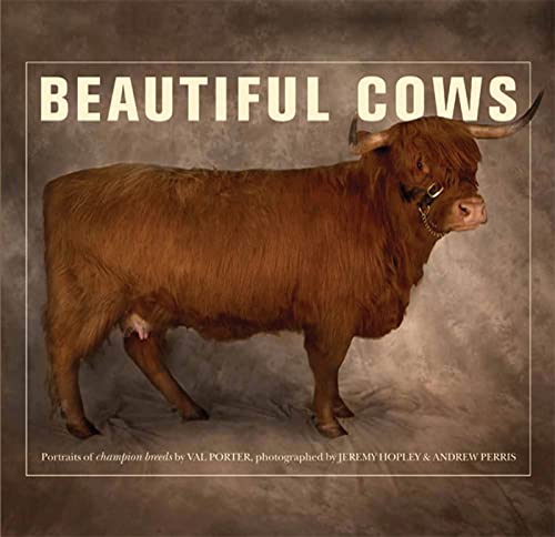 Beautiful Cows