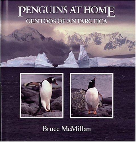 Penguins at Home: Gentoos of Antarctica