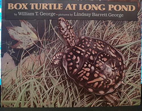 Box Turtle at Long Pond
