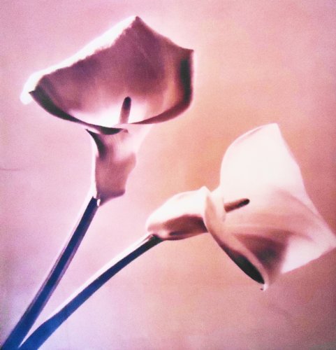 Pistils