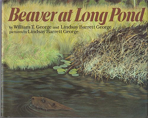 Beaver at Long Pond