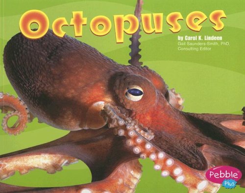 Octopuses (Pebble Plus: Under the Sea)