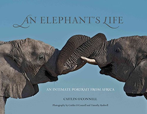 Elephant's Life: An Intimate Portrait From Africa