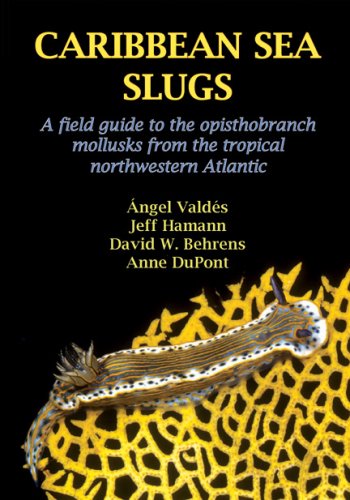 Caribbean Sea Slugs