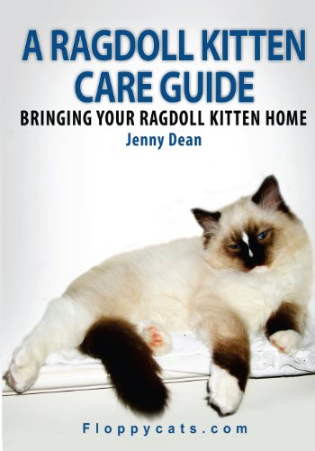 A Ragdoll Kitten Care Guide: Bringing Your Ragdoll Kitten Home