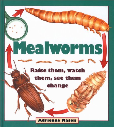 Mealworms: Raise them, watch them, see them change