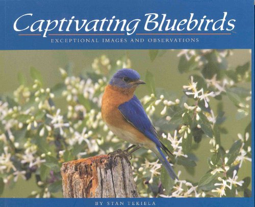 Captivating Bluebirds: Exceptional Images and Observations (Wildlife Appreciation)