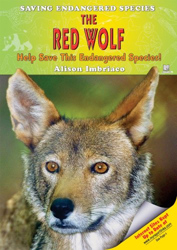 The Red Wolf: Help Save This Endangered Species!