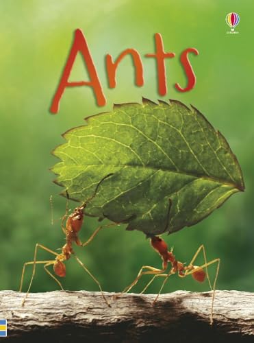 Beginners Ants