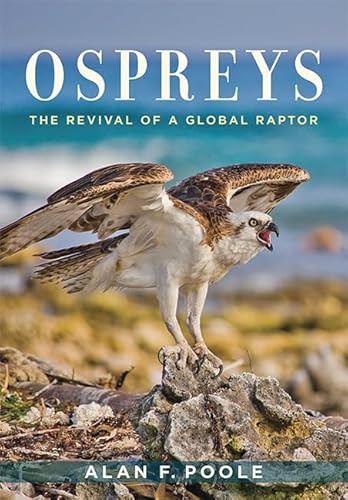 Ospreys: The Revival of a Global Raptor