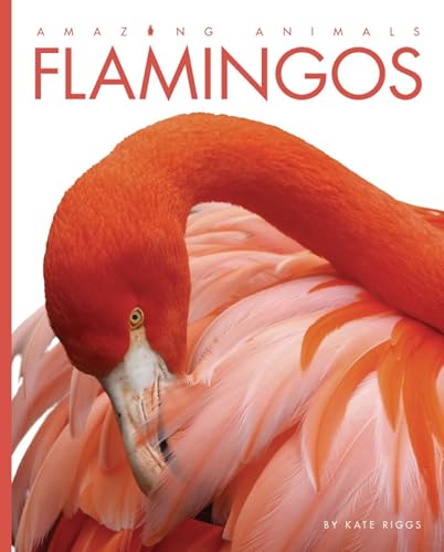 Amazing Animals: Flamingos